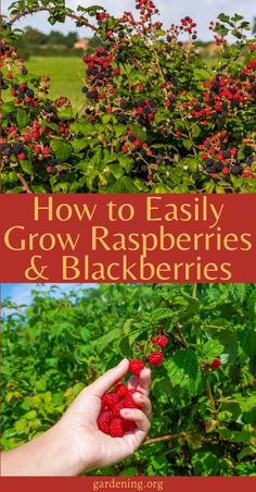 raspberries growing in the field with text overlay how to easily grow raspberries and blackberries