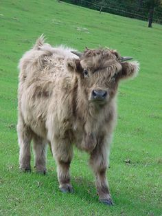 a brown cow standing on top of a lush green field