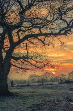 the sun is setting over a field with trees in front of it and snow on the ground