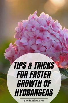 pink flowers with the words tips and tricks for faster growth of hydrangeas on it