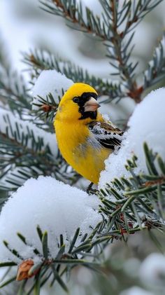 a yellow bird perched on top of a pine tree covered in snow