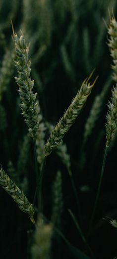 some green plants that are in the grass