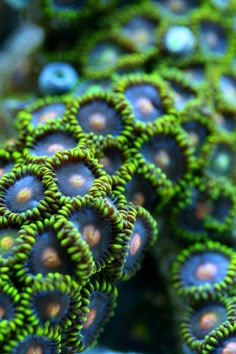 some green and purple corals in the water