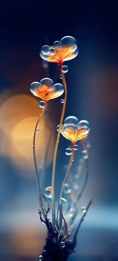 three flowers with water droplets on them in front of a blurry background and light