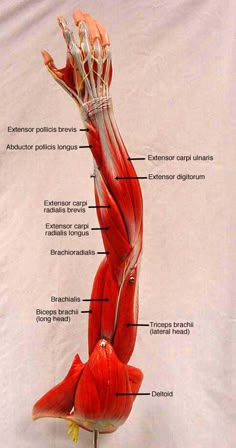 the muscles are labeled in this diagram