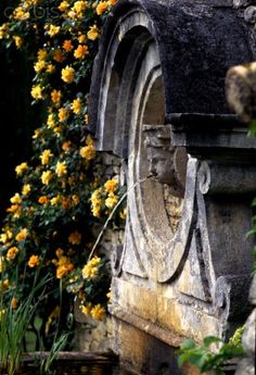 yellow flowers growing on the side of an old building