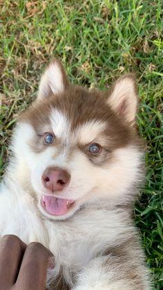 a dog laying in the grass with its tongue out