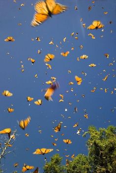 many yellow butterflies are flying in the air