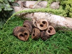 some small wood pieces sitting on top of green grass next to a tree trunk and plant