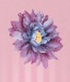 a purple flower on a pink background