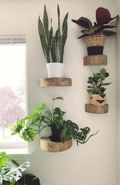 some plants are hanging on the wall near a window and a potted plant is sitting on a shelf