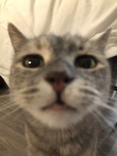 a cat with a white sheet on its head