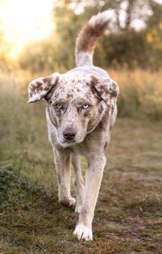 a brown and white dog walking across a grass covered field