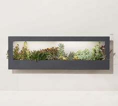 there are many different types of plants in the wall mounted planter on the wall