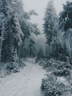 a snow covered path in the woods with trees on both sides and foggy sky above