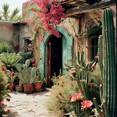 a cactus garden with pink flowers and cacti in front of a stone building