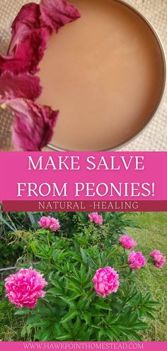 An easy recipe with just a few ingredients on how to make a healing salve from peony petals!  Explore the use of natural flowers, herbs and weeds to easily make healing salves! Things To Do With Herbs, Peony Petal Uses, Peony Salve, Peony Recipes, Herbal Salve Recipes, Medicinal Weeds, Peony Petals, Herbal Medicine Recipes, Healing Salve