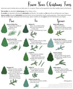 pine tree types and their uses for christmas trees in the forest, with instructions on how to