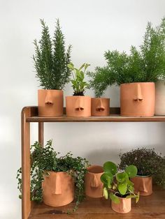 there are many potted plants on the shelf