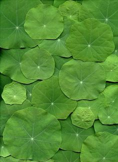 green leaves are arranged in the shape of waterlilies on a leafy surface