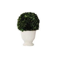 a white potted plant sitting on top of a table