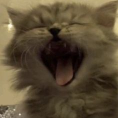 a cat yawning with its mouth wide open