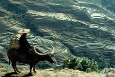 a man riding on the back of a bull in front of a rice field covered hillside