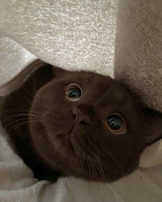 a brown cat with blue eyes peeking out from under a white blanket looking up at the camera