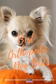 a small dog sitting on top of an orange pillow with the words best orthopedic dogs