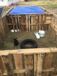 some animals are in a wooden cage with blue tarp on the top and one is black