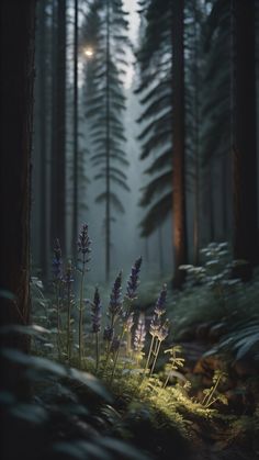 a forest filled with lots of tall trees and purple flowers in the middle of it