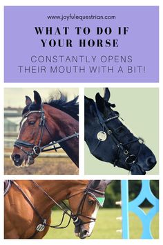 two horses with the words what to do if your horse constantly opens their mouth with a bit