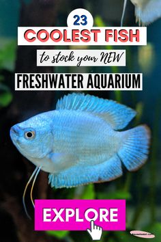 a fish swimming in an aquarium with the words coolest fish to look at