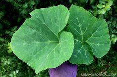 a purple glove holding a large green leaf