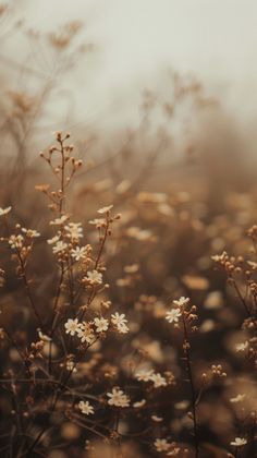 some white flowers are in the middle of brown and yellow grass with fog behind them