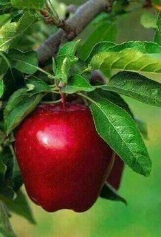 an apple hanging from a tree branch with green leaves