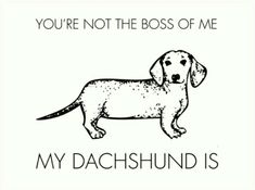 a black and white drawing of a dachshund dog with the words you're not the boss of me