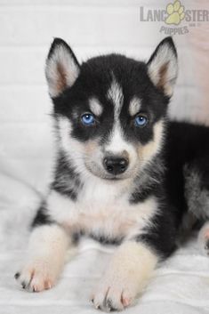 a black and white puppy with blue eyes laying down