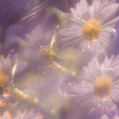 some white daisies are in the middle of blue and yellow colors, with light shining on them