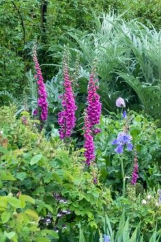 purple flowers are growing in the middle of a green garden with tall grass and trees