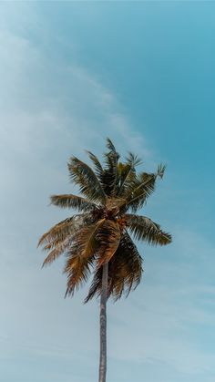 a tall palm tree sitting on top of a sandy beach