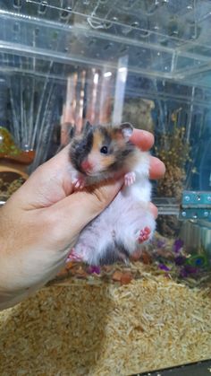 a person holding a hamster in their hand