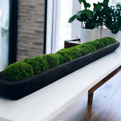 a planter with moss growing on it sitting on top of a table next to a potted plant