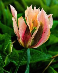 a pink and yellow tulip with water droplets on it's petals in front of green leaves