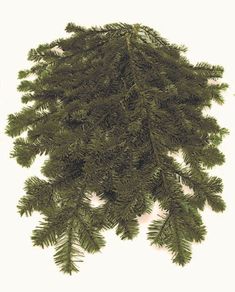 a close up of a pine tree branch on a white background with clippings