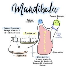 Dental Posts, Dental Videos, Dental Hygiene School, Dentistry Student, Medicine Notes, Medical Student Study, Medicine Student, Medical School Studying