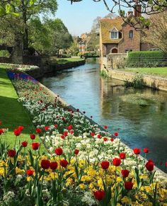 the flowers are blooming along the side of the river in front of some houses