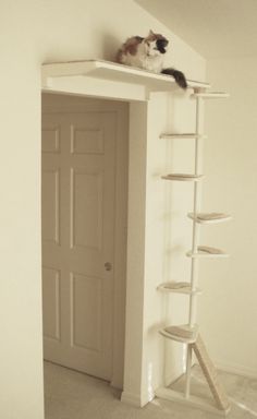 two cats sitting on top of a cat tree in a room with white walls and carpet