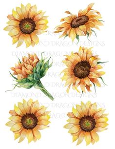 watercolor sunflowers with green leaves and yellow petals on white background, set of four