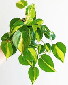 a plant with green leaves is being held up by someone's hand on a white background